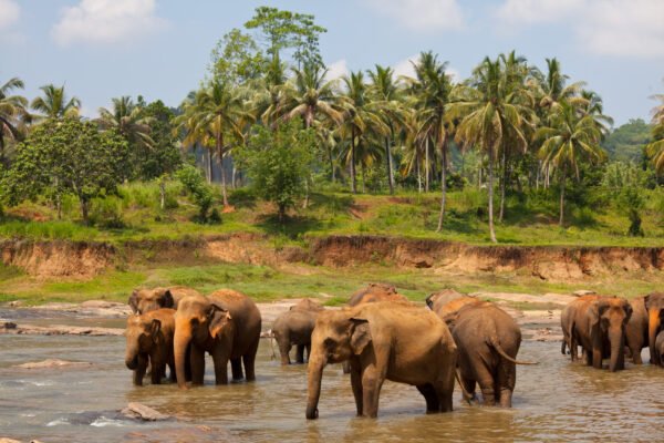 Sri Lanka Tour Package 3 Days